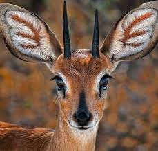 حيوان بحرف ظ او ظاء