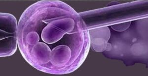 اعراض نزول البويضه بعد الابره التفجيريه